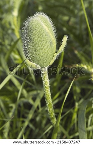 A vertical close-up of a green poppy bud in the field
