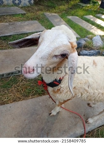 A white friendly sheep at the farm