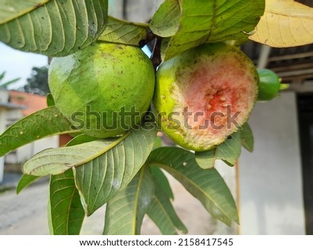 guava fruit that is ripe on the tree and part of the fruit is eaten by fruit-eating animals