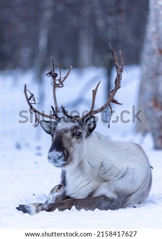 A beautiful shot of a reindeer in a landscape covered in snow in winter