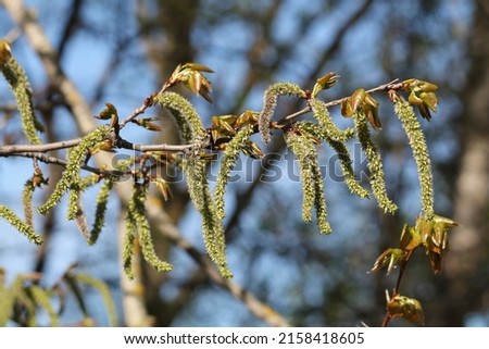 Catkins of aspen (Populus tremula) tree in spring Royalty-Free Stock Photo #2158418605