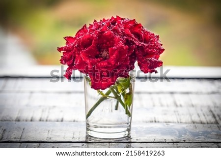 Red roses with water drops in a glass on wooden table.