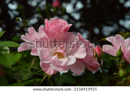 Pink flowers blooming in summer