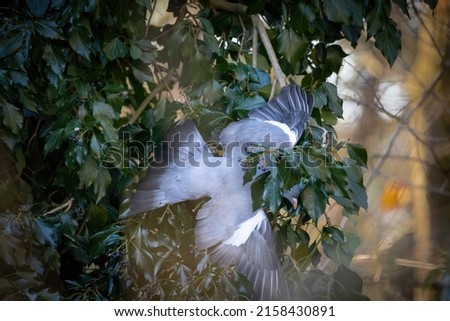 A closeup shot of a pigeon perched on a tree branch