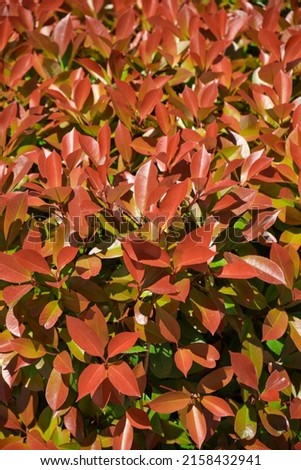texture of blushing photinia leaves