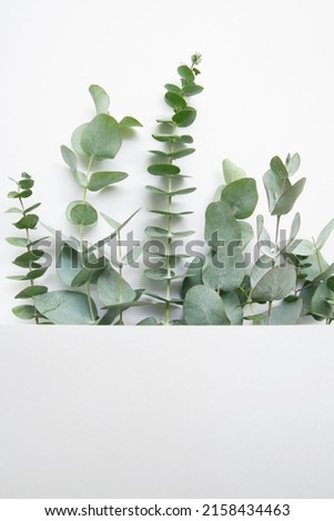 Elegant eucalyptus background . Floral backround .  Royalty-Free Stock Photo #2158434463