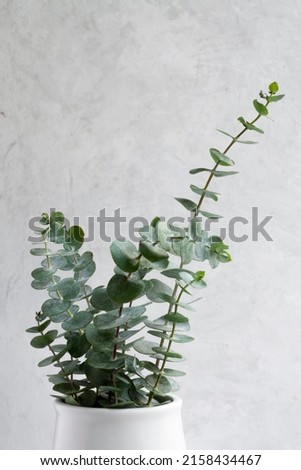 Elegant eucalyptus background . Floral backround .  Royalty-Free Stock Photo #2158434467