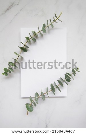Elegant eucalyptus background . Floral backround .  Royalty-Free Stock Photo #2158434469