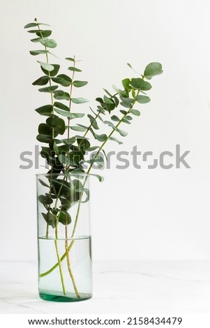 Elegant eucalyptus background . Floral backround .  Royalty-Free Stock Photo #2158434479