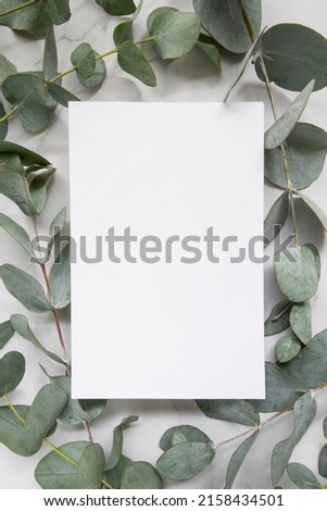 Elegant eucalyptus background . Floral backround .  Royalty-Free Stock Photo #2158434501