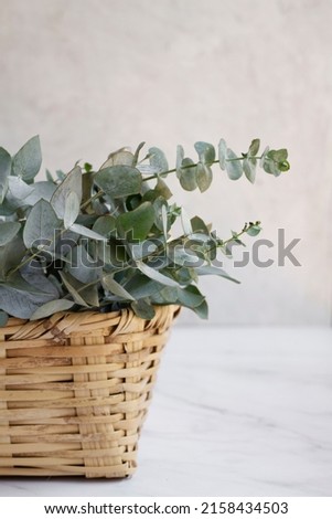 Elegant eucalyptus background . Floral backround .  Royalty-Free Stock Photo #2158434503