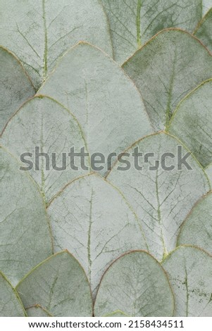 Elegant eucalyptus background . Floral backround .  Royalty-Free Stock Photo #2158434511