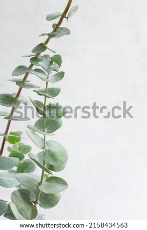 Elegant eucalyptus background . Floral backround .  Royalty-Free Stock Photo #2158434563
