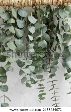 Elegant eucalyptus background . Floral backround .  Royalty-Free Stock Photo #2158434573