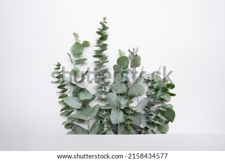 Elegant eucalyptus background . Floral backround .  Royalty-Free Stock Photo #2158434577