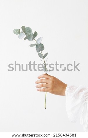 Elegant eucalyptus background . Floral backround .  Royalty-Free Stock Photo #2158434581