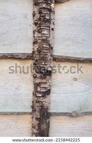 pattern and wood grain, structures on the surface of wood