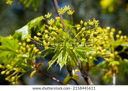 Spring yellow maple flowers close up. Selective focus.