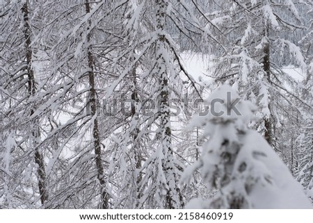 A beautiful winter landscape of snowy pine trees in the mountain forest on a gloomy day