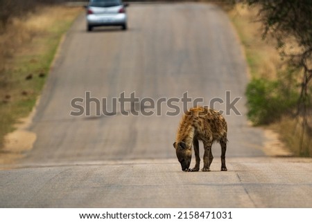 The hyena walking on a Game Reserve