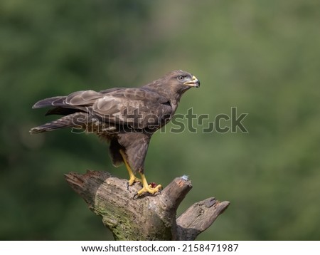 A close-up shot of a buzzard standing on a broken branch in a blurry background 