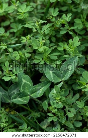 Macro photography of green clovers in a grass background 