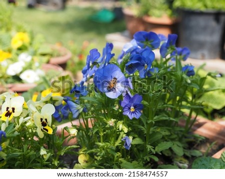 A bee lands on top of a blue pansy.