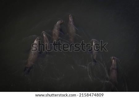 An aerial view of sea lions swimming underwater