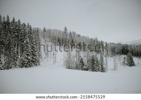 An aerial shot of a beautiful forest in the winter