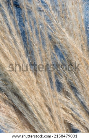 Macro photography of Pampas reed on a blue jean background