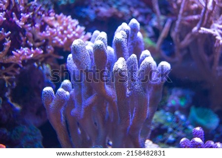 Pink and blue coral close-up in a tank of an aquarium