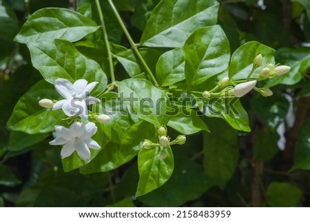 Jasmine, a symbol of Mother's Day in Thailand.