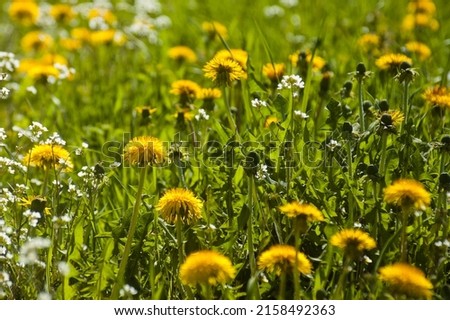 spring background, pictured green meadow and wild flowers in spring.