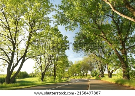 Bright green spring trees along a country road backlit by the late sun. Royalty-Free Stock Photo #2158497887