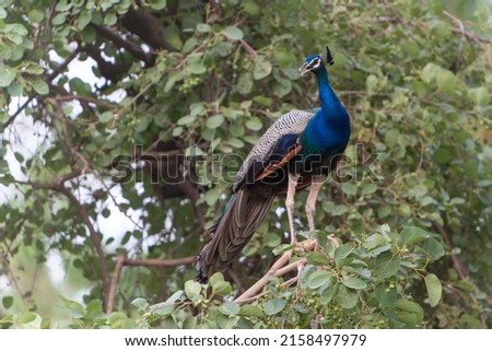 Indian peafowl or male peacock (Pavo cristatus) on a branch in a forest at ranthambore national park India.                                Royalty-Free Stock Photo #2158497979