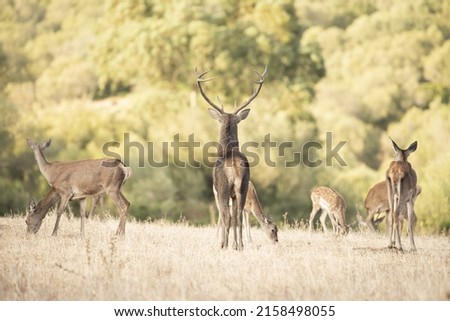 A picture of deer in Spain
