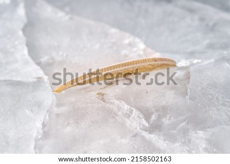An edge-on gold coin frozen in ice. Freeze of financial assets, freezing of the market, decline in activity, crisis and stagnation theme Royalty-Free Stock Photo #2158502163