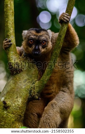 A closeup shot of a lemur on a tree branch looking at the camera in the National Park, Madagascar