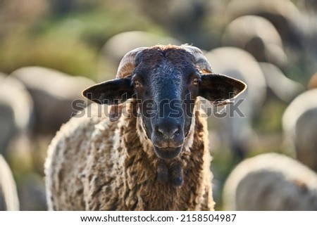A closeup of a sheep in front of blurred background with its flock