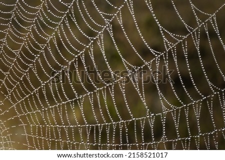 Abstract image of a spider's web with countless drops of dew at dawn. Blurred background in nature mixed yellow and green tone. Web expands up and right side Royalty-Free Stock Photo #2158521017