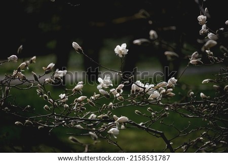 A beautiful shot of some white magnolias in a forest during the day