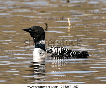 Loon close-up profile side view swimming in the lake in its environment and habitat, displaying red eye, white and black feather plumage, greenish neck. Image. Picture. Portrait. Photo.