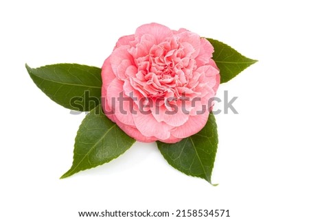 Pink camellia flower isolated on white background  Camellia japonica Royalty-Free Stock Photo #2158534571
