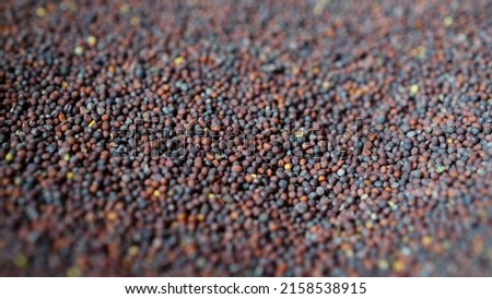 Canola seeds, rapeseed texture. Close-up. Background. Macro image of rapeseed can be used as a background. Harvested rapeseed from the field. Macro texture of seeds colza. Royalty-Free Stock Photo #2158538915