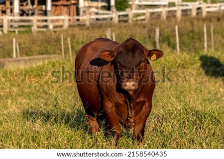 Senepol bull in the pasture of a farm for breeding and beef cattle in Brazil