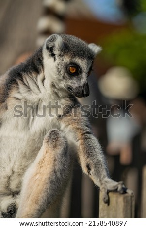 A shot of a lemur looking downwards