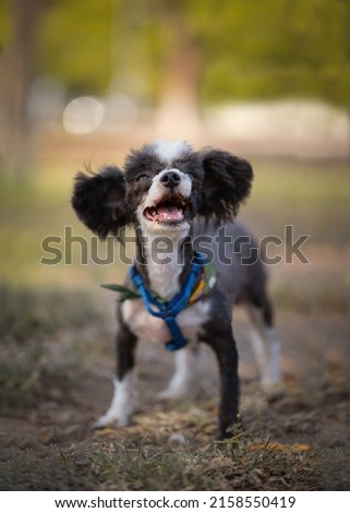 closeup photo of small white dog standing on grass