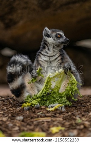 A lemur sitting and eat