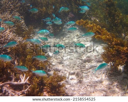 Group of turquoise color fish swimming in corals which are dying due to raised sea temperatures  Seychelles