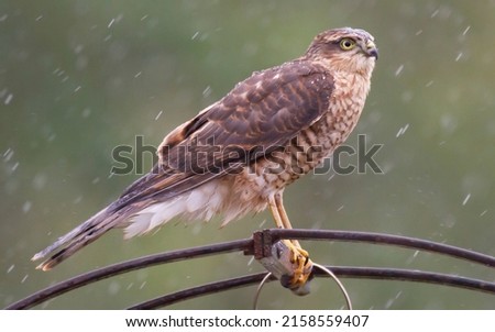 Picture of a Sparrow Hawk in the Rain. Hereford, England